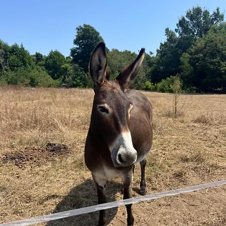 Avec Piscine Privée Villa Venzolasca