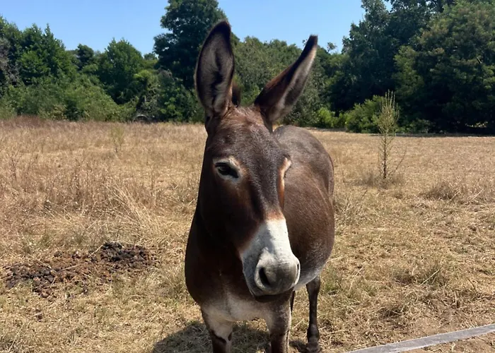 Avec Piscine Privee Villa Venzolasca
